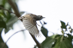 Picumnus albosquamatus