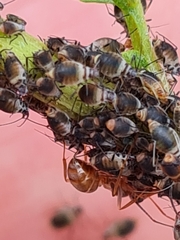 Metopeurum fuscoviride