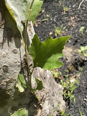Platanus