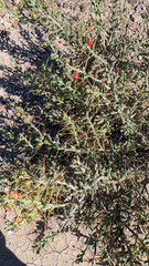 Cylindropuntia leptocaulis