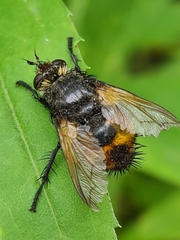 Nowickia ferox