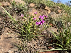 Sphenostylis angustifolia