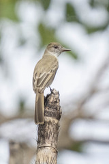 Myiarchus