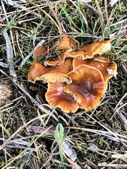 Gymnopilus penetrans
