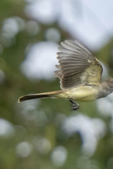 Myiarchus