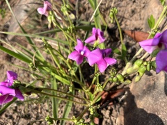 Sphenostylis angustifolia