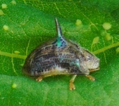 Dorynota aurita