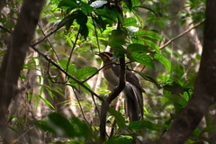 Dromococcyx phasianellus