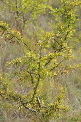 Crataegus laevigata