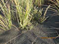 Ozothamnus leptophyllus