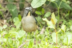 Saltator coerulescens