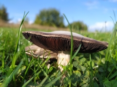 Agaricus
