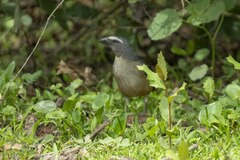 Saltator coerulescens