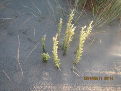 Ozothamnus leptophyllus