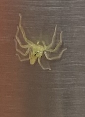 Lyssomanes viridis