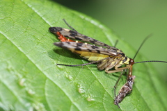 Panorpa vulgaris