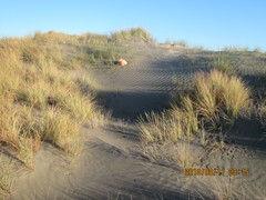 Ozothamnus leptophyllus