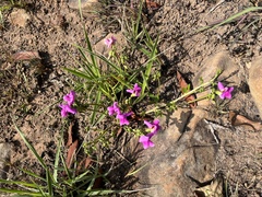 Sphenostylis angustifolia