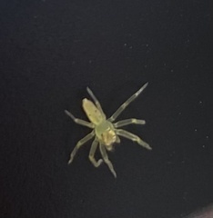 Lyssomanes viridis