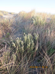 Ozothamnus leptophyllus