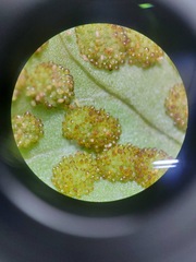 Pleocnemia irregularis