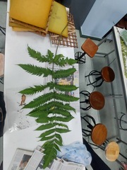 Pleocnemia irregularis