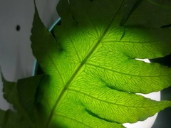 Pleocnemia irregularis