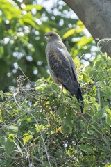 Buteogallus meridionalis