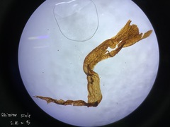 Pleocnemia irregularis