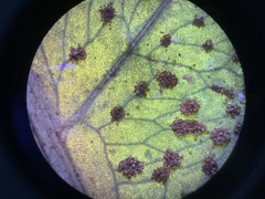 Pleocnemia irregularis