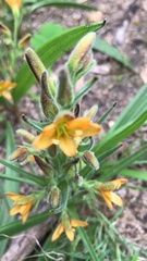 Wachendorfia multiflora