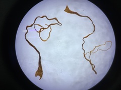 Pleocnemia irregularis