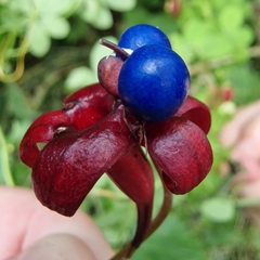 Tropaeolum speciosum