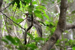 Dromococcyx phasianellus