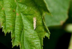 Bucculatrix bechsteinella