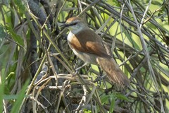 Certhiaxis cinnamomeus