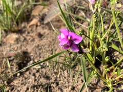 Sphenostylis angustifolia