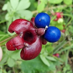 Tropaeolum speciosum
