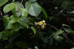 Amphilophium paniculatum
