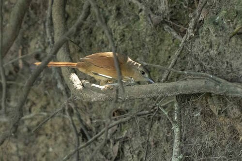 White-lored Spinetail (Synallaxis albilora), photo 9