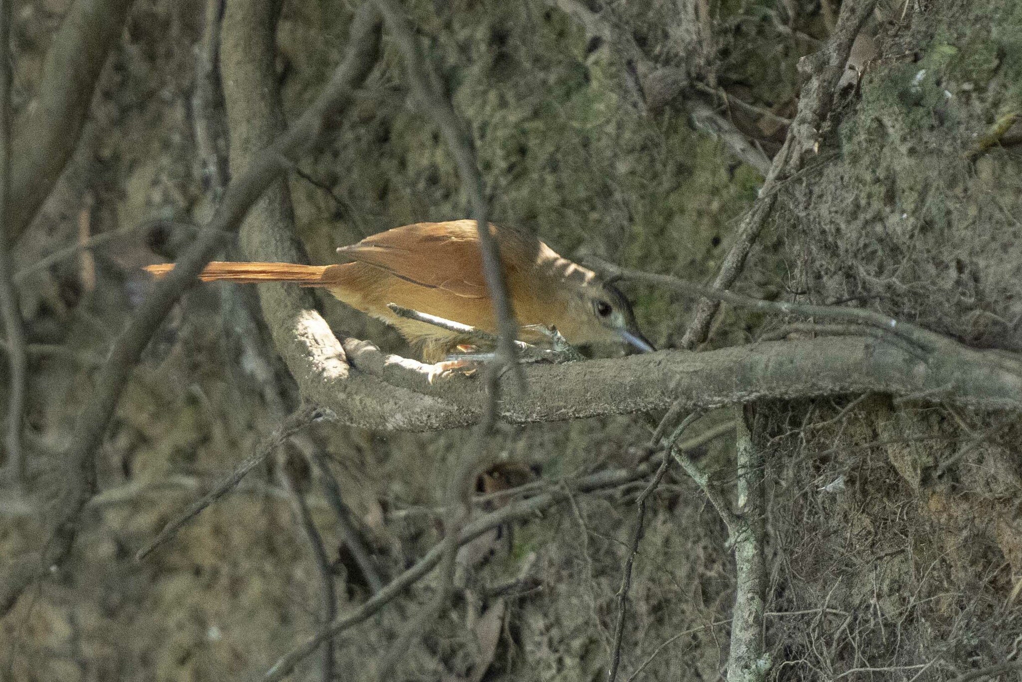 White-lored Spinetail (Synallaxis albilora), photo 9