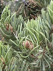 Pinus edulis