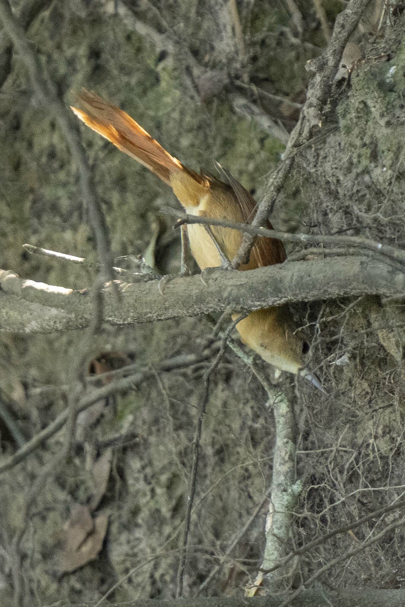White-lored Spinetail (Synallaxis albilora), photo 8