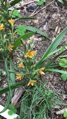 Wachendorfia multiflora