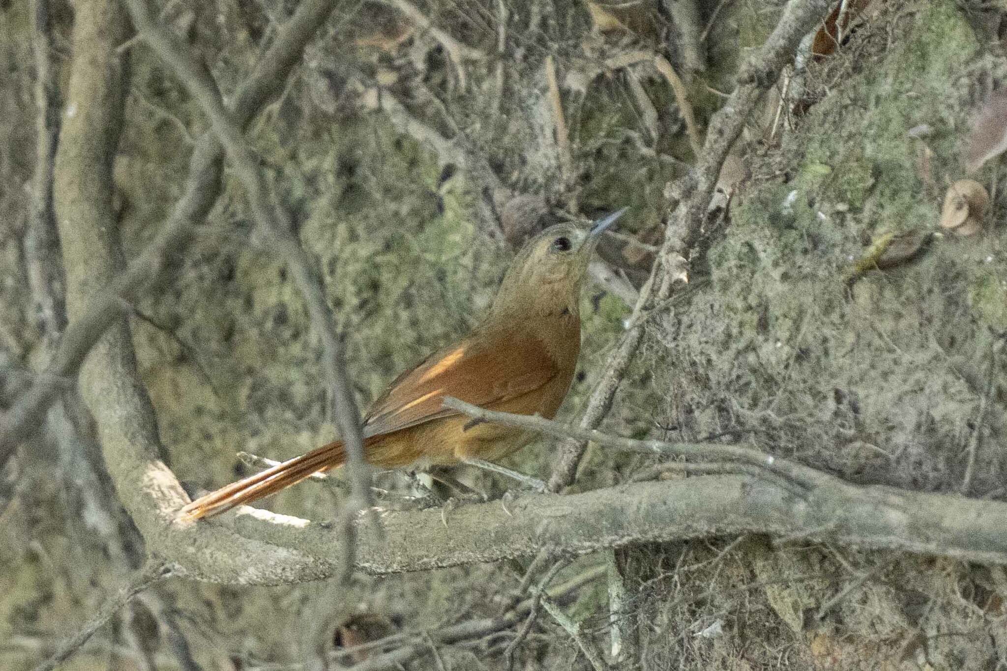 White-lored Spinetail (Synallaxis albilora), photo 7
