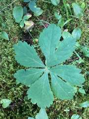 Sanicula marilandica