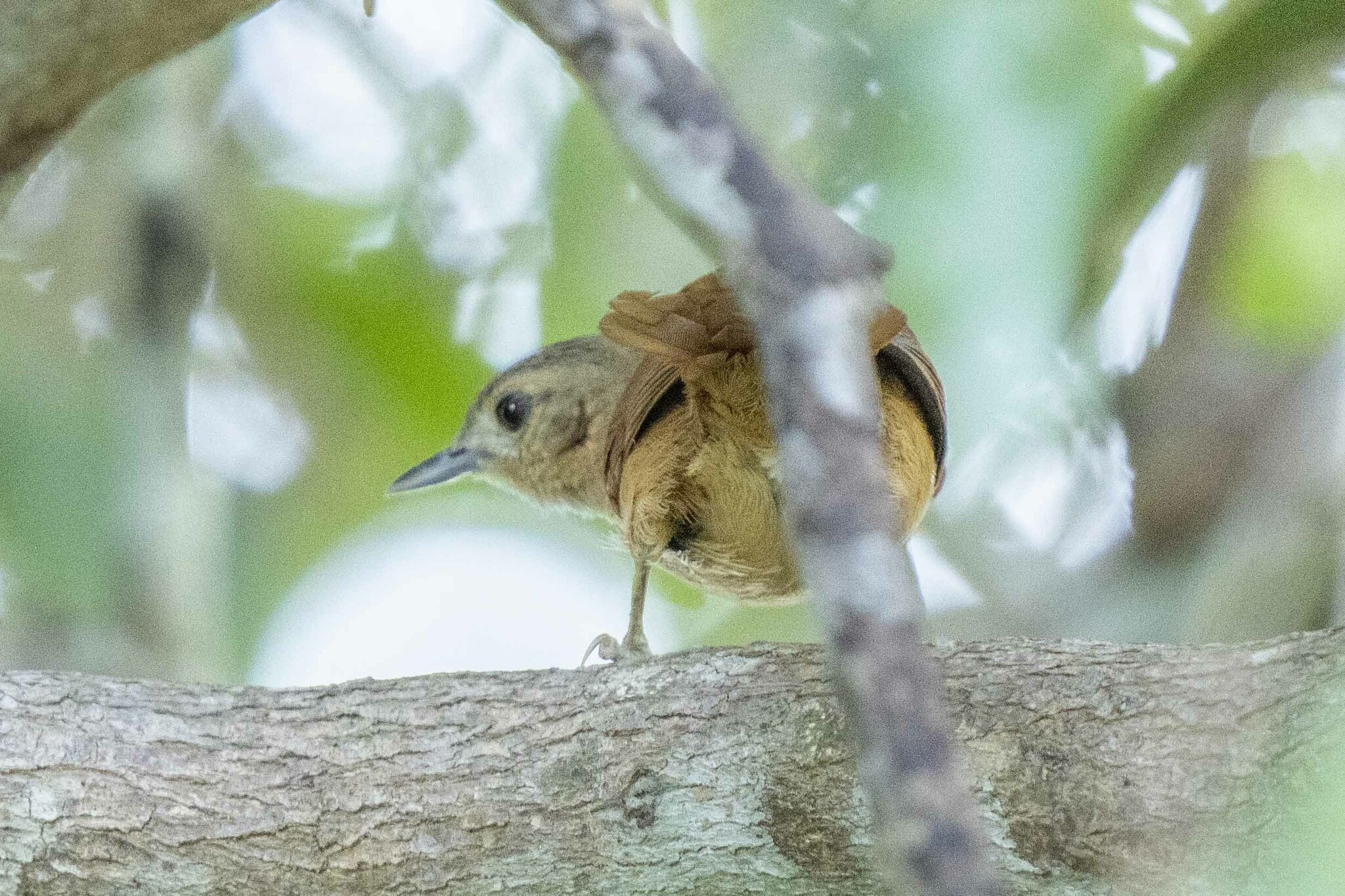 White-lored Spinetail (Synallaxis albilora), photo 6