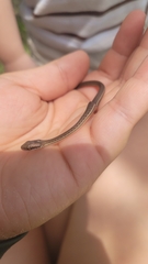 Thamnophis saurita