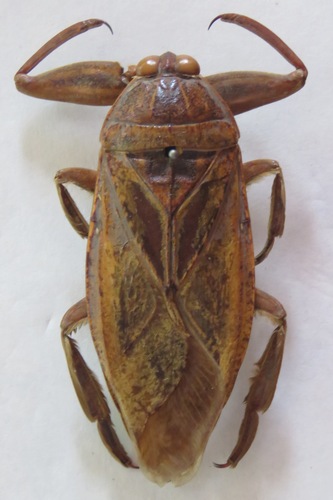 African Giant Water Bug