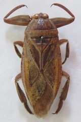 Lethocerus cordofanus